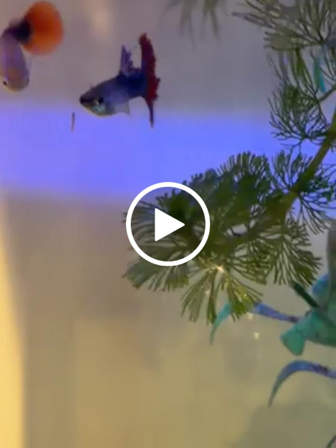 Customer video review of Half Black Red Rose Guppy Fish
