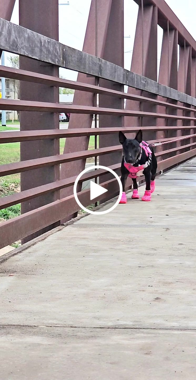 Customer video review of WagWellie® Mojave Single