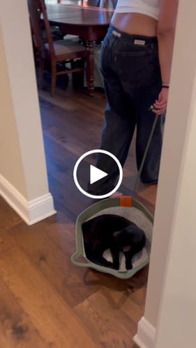 Customer video review of Instinct Basket | Meet the first research-backed natural territory for indoor cats