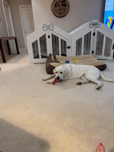 Customer's happy dog lying on the floor, chewing on a pink Strawberry Yak Chew.