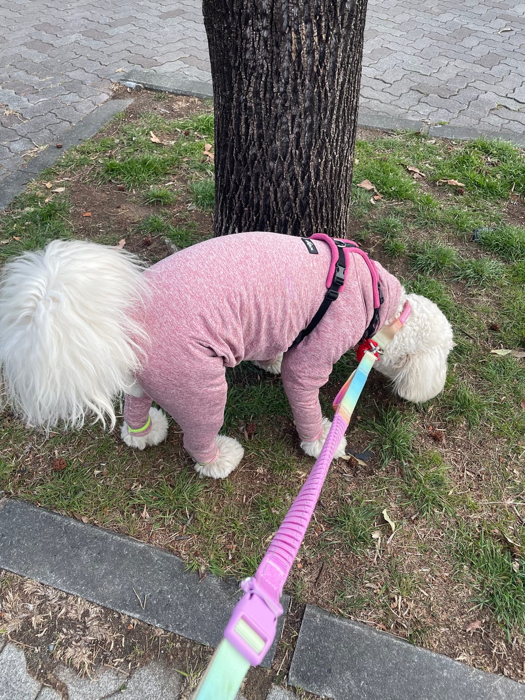 Customer photo review of Multipurpose Seatbelt Handsfree Leash & Poop Bag Holder Set - Pastel Icing