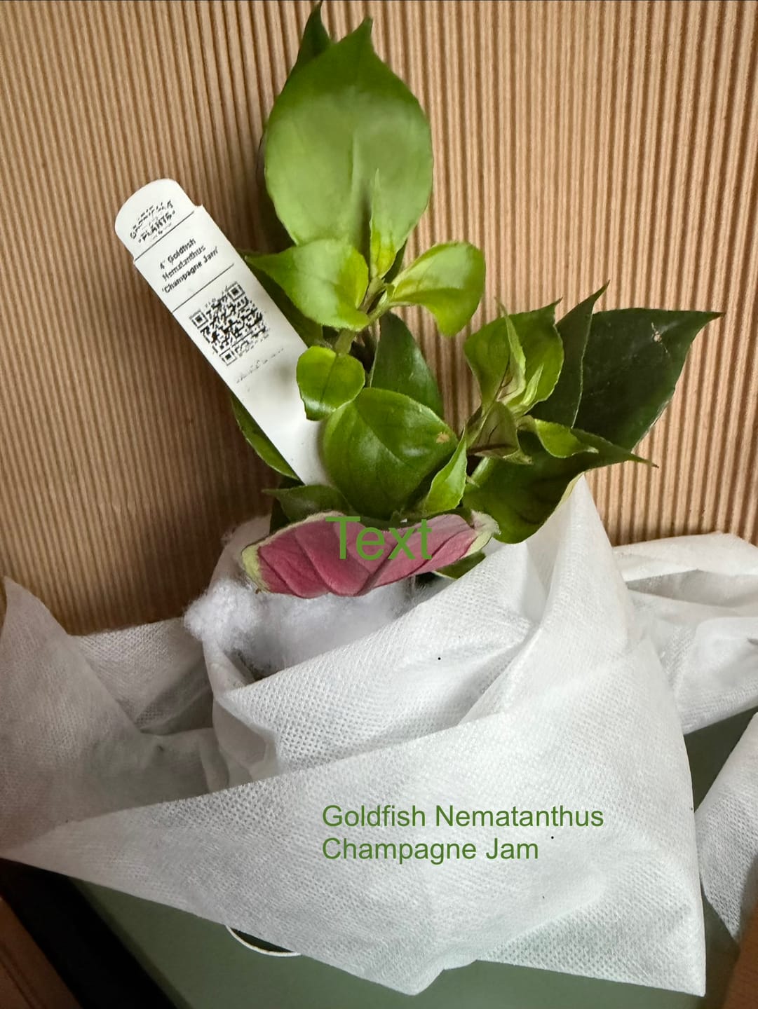 Customer photo review of Goldfish Nematanthus 'Champagne Jam'