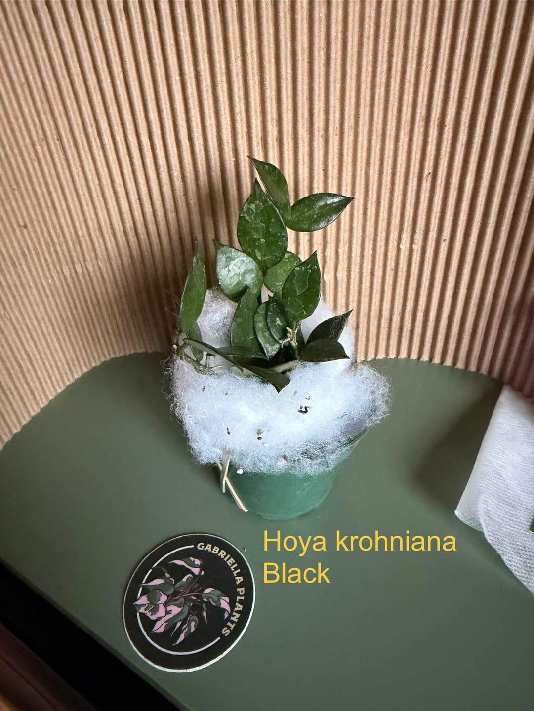 Customer photo review of Hoya krohniana 'Black'