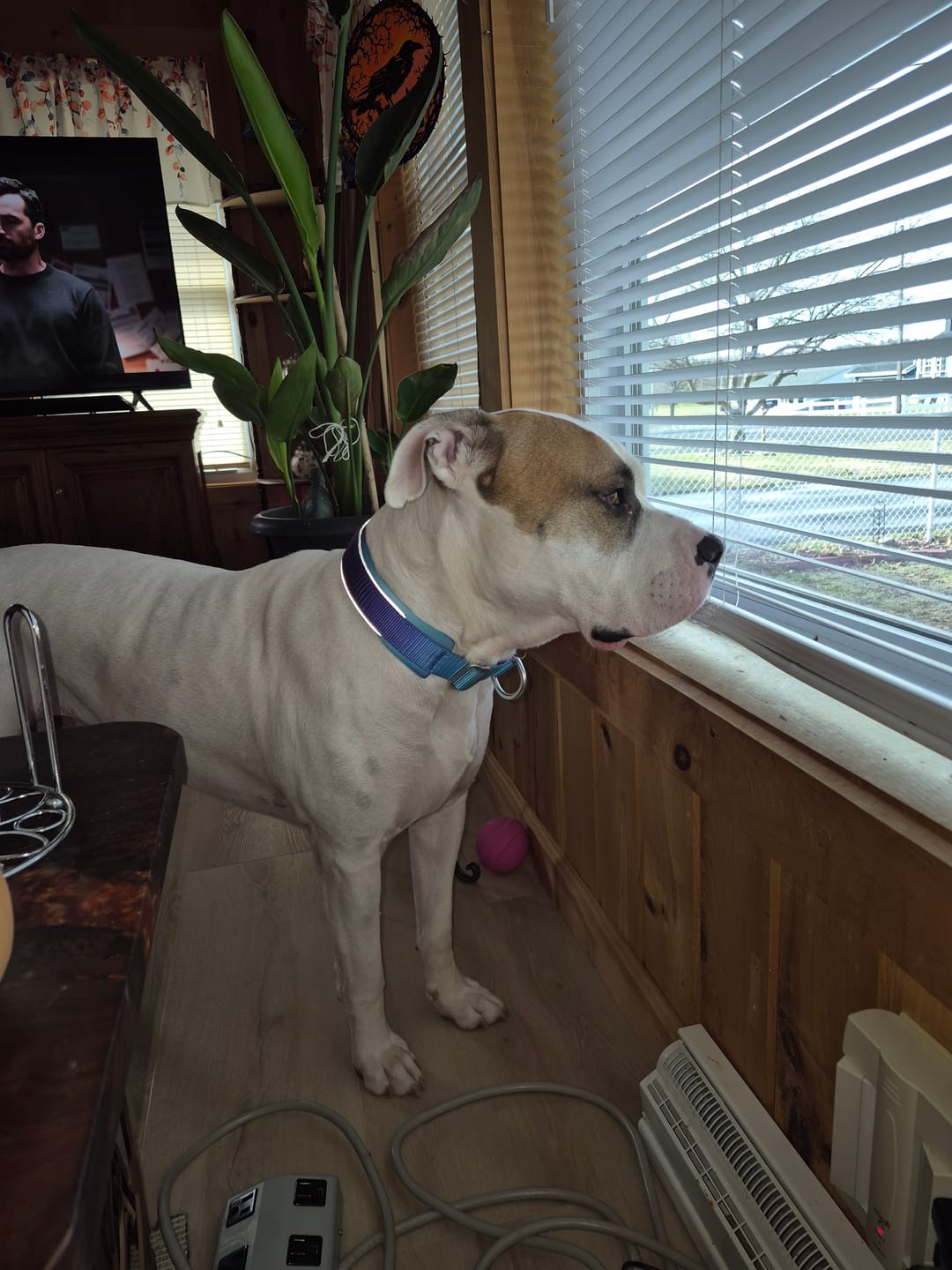 Customer photo review of Cushioned Martingale Collars