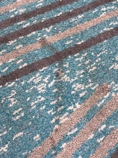 Customer photo review of ~ Releasit Encap-Clean DS2 (1 Gallon) Encapsulation Carpet Cleaning Products [Encap]