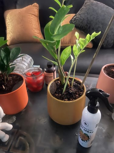 Reviewer's Houseplant Pest Spray on a table next to a healthy potted plant.
