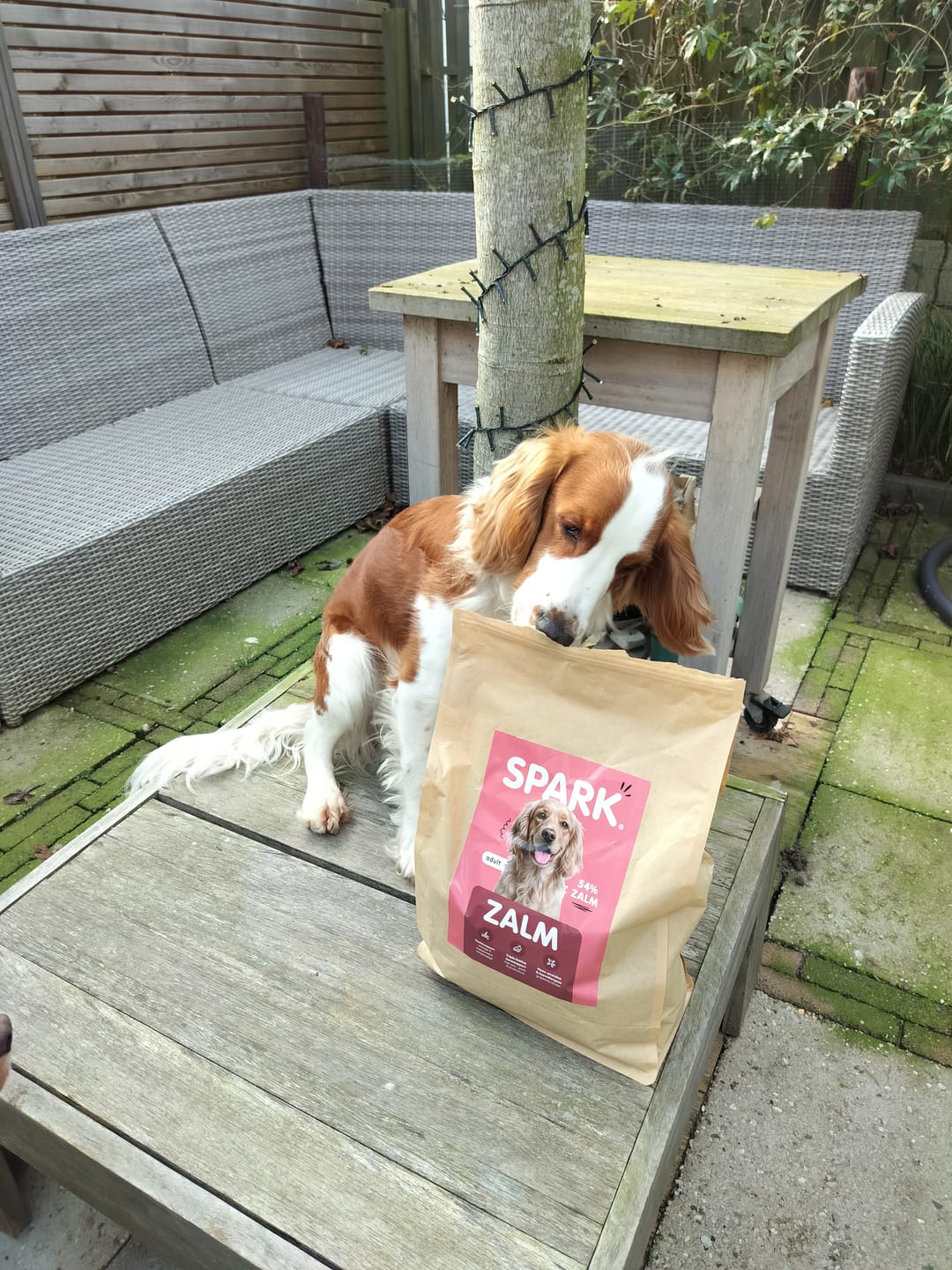 Customer photo review of V2.0 - Volwassen - Zalm met Zoete Aardappel