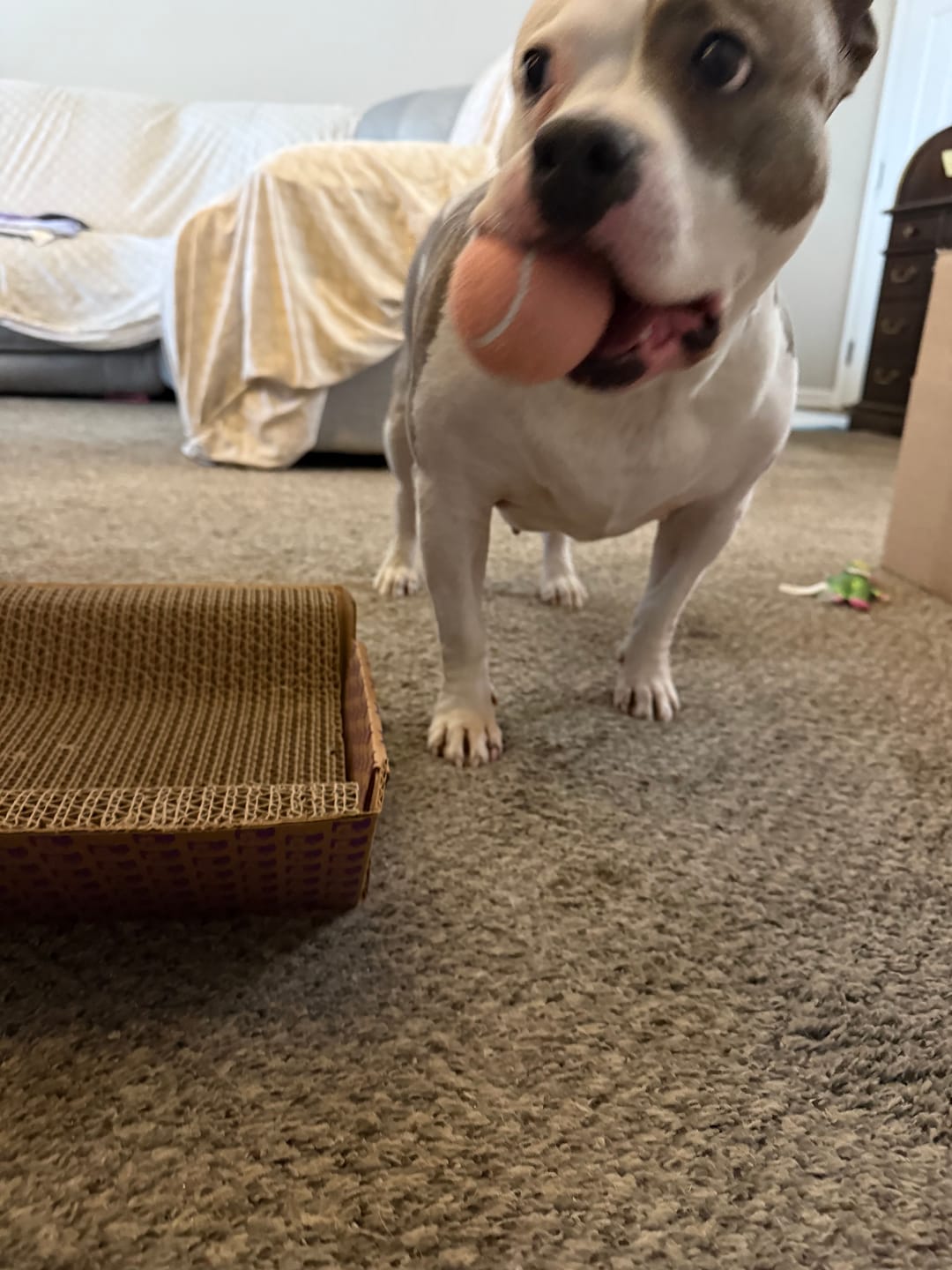 Customer photo review of Bark-Less Bites