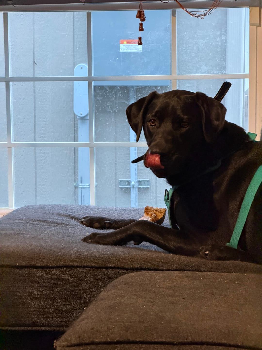 Customer photo review of Power Chewer Trial Pack – Built for the Toughest Chewers!