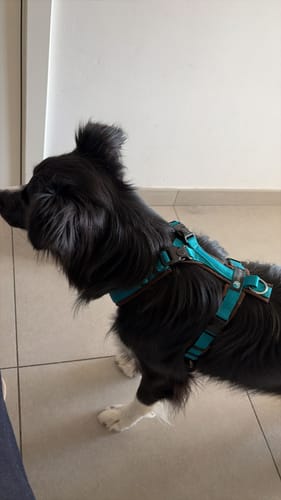 Customer photo review of Y Shaped Dog Harness OPEN Petrol/Brown | AnnyX