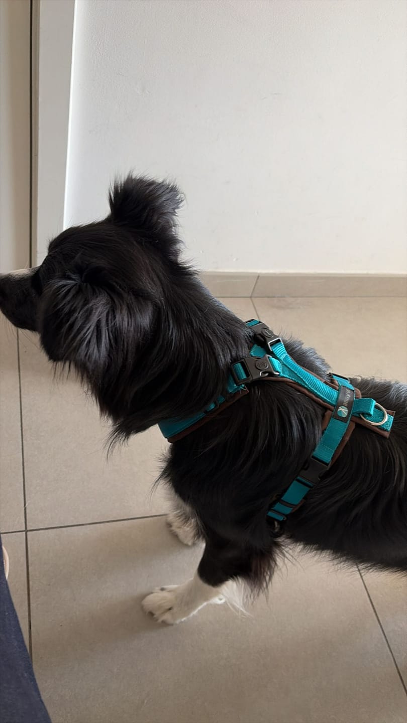 Customer photo review of Y Shaped Dog Harness OPEN Petrol/Brown | AnnyX