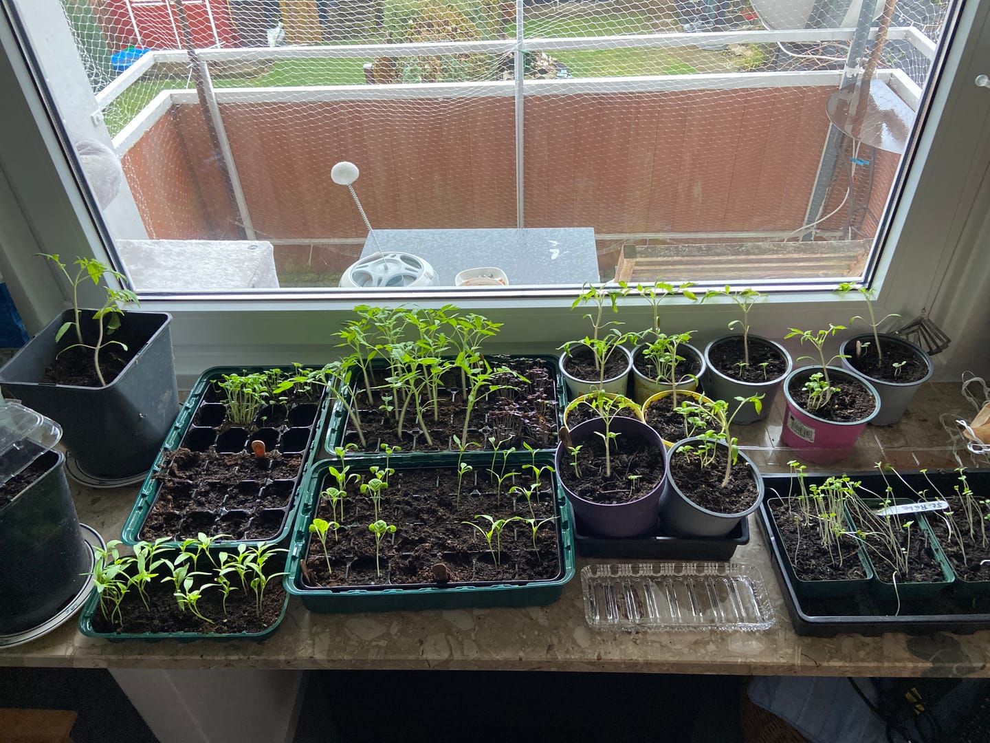 Customer photo review of Bio-Saatgut Abobox 'Gartengemüse'