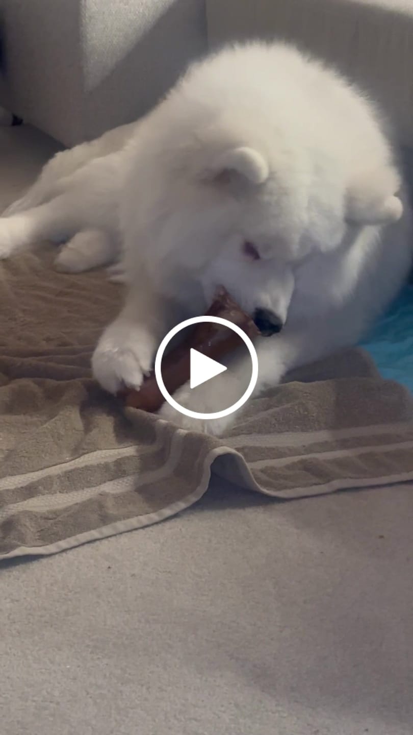 Customer video review of Large Dog Black Friday Bundle (Your 12oz Jerky+2 Large Bones+12" Hick. Bully)
