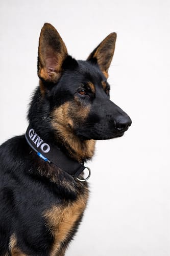 Customer photo review of Neoprene Half-Check Dog Collar with Name - XL | 4Kyon