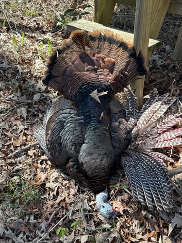 Customer photo review of Aluminum Over Slate Pot Call - All Weather