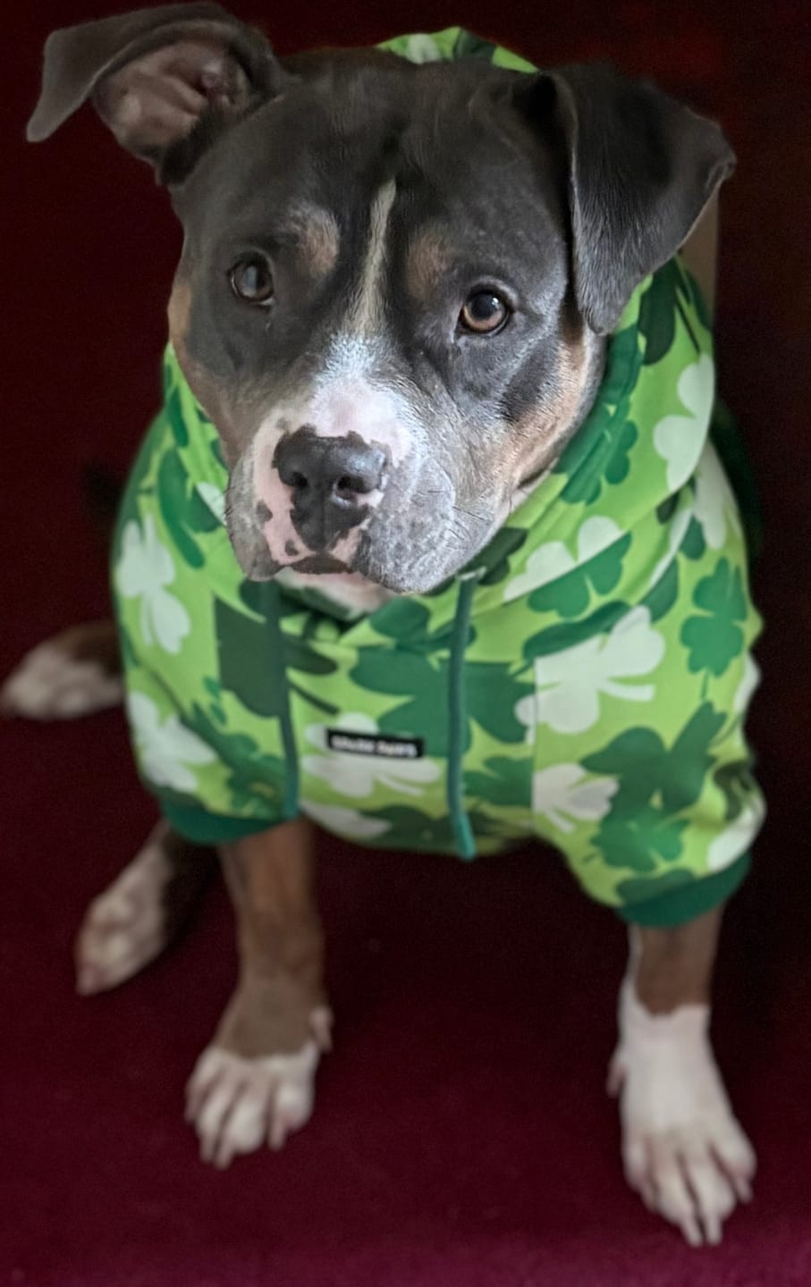 Customer photo review of St. Paddy's Dog Hoodies (Limited Edition)