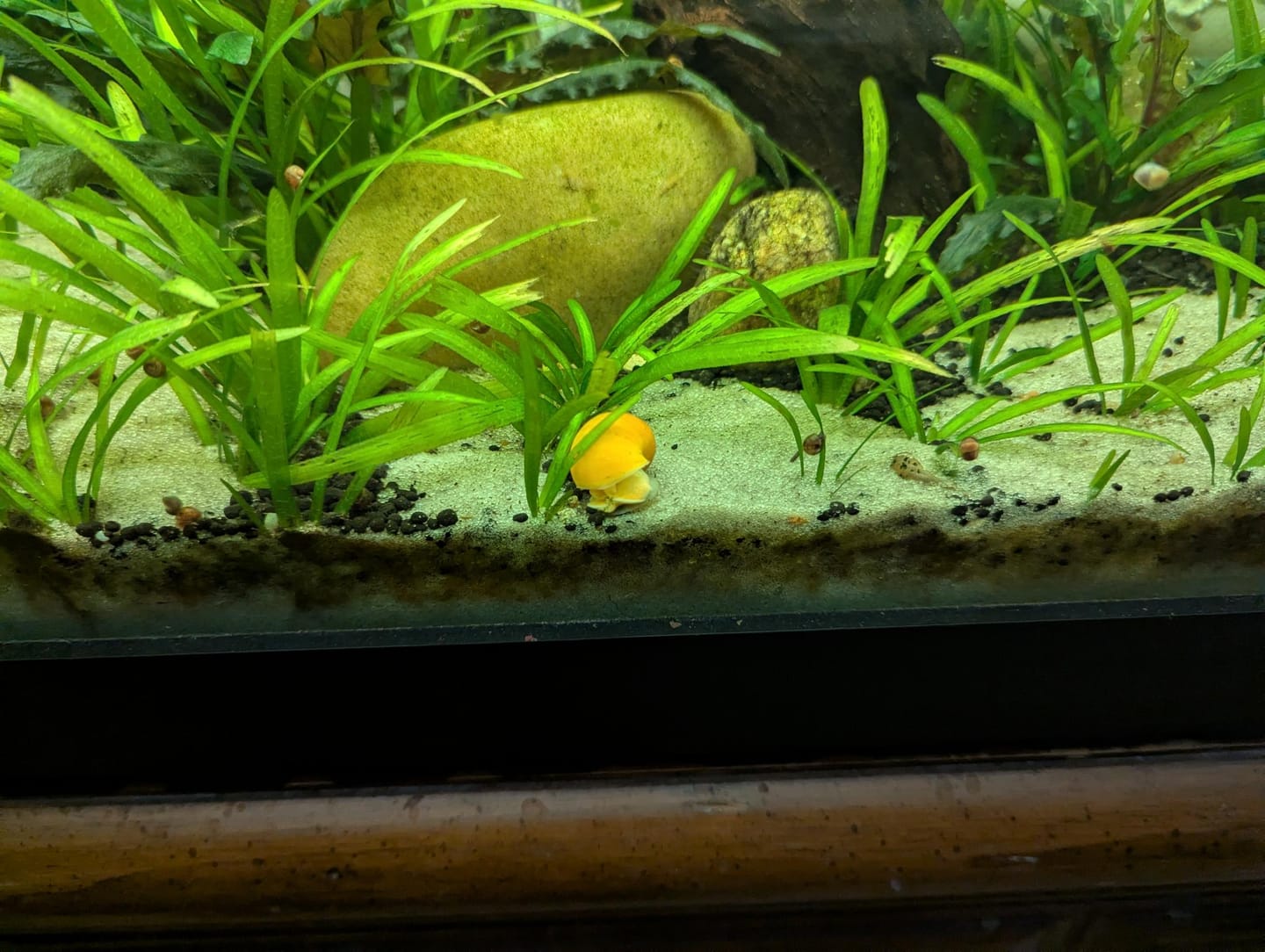 Customer photo review of Mystery Snail Mix (3 pack)