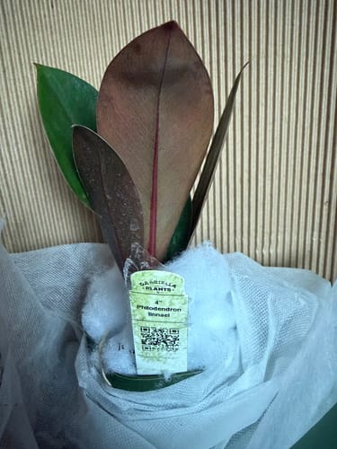 Customer's Philodendron linnaei plant showing its healthy, red-backed leaves nestled in protective shipping material.