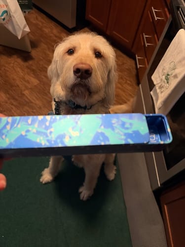 Reviewer holding their open Weekly AM-PM Pill Case 2.0 in front of their curious dog sitting on the floor.