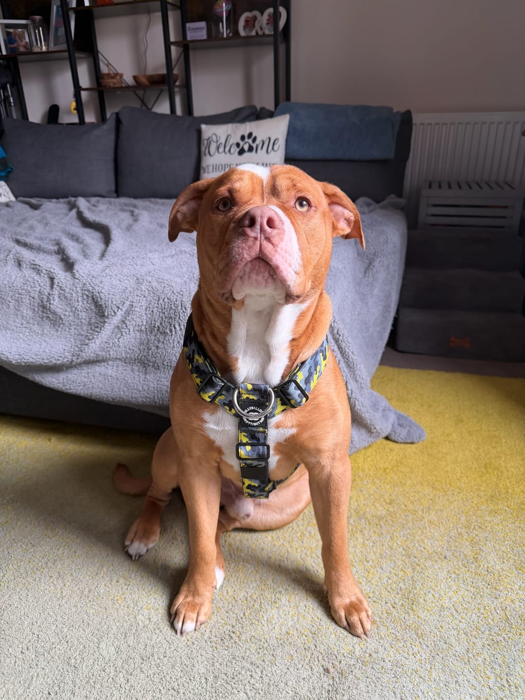 Customer photo review of Training Anti Pull TRI-Harness® | M-XL Breeds - Lightning