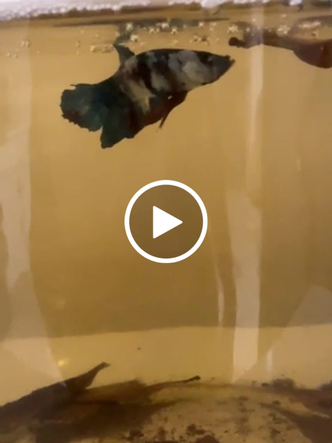 Customer video review of Koi Red Galaxy Male Betta Fish High Grade | Buy 4 Get 1 Free | Mystery Betta