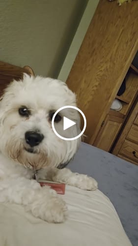 Customer video review of Strawberry Yak Chews