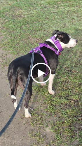 Customer video review of 5cm Combat® Collar | With Handle & Secure Clip - Purple