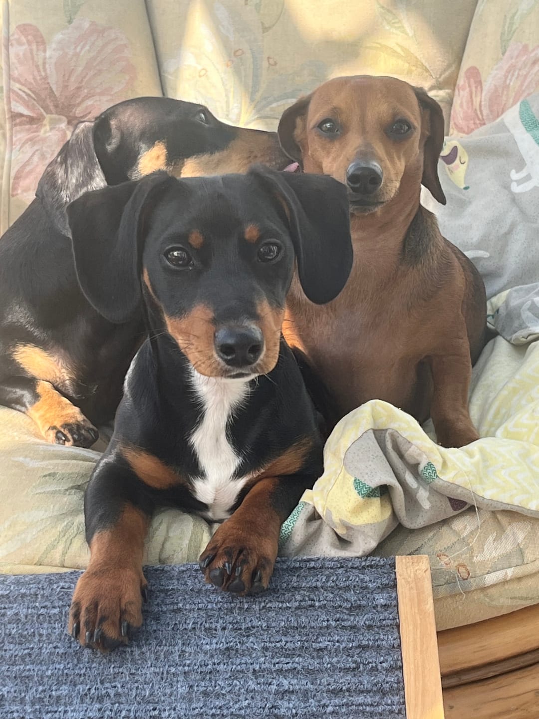 Customer photo review of Goats Milk Powder for Dogs and Cats | 250g