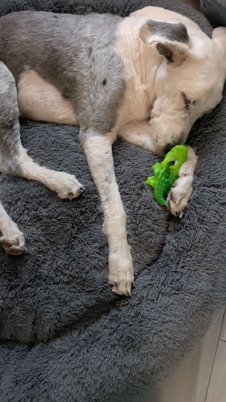 Customer photo review of Manta Relajante para Mascotas