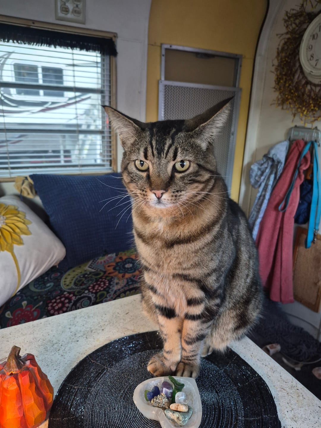 Customer photo review of GCP Flea & Tick Natural Defense for Cats - 100 Soft Chews