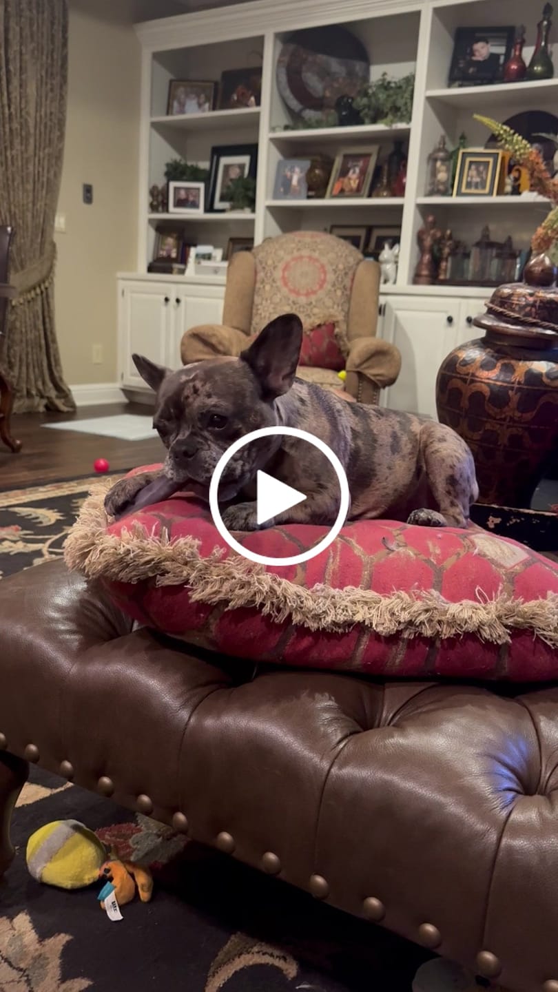 Customer video review of Blueberry Yak Chews