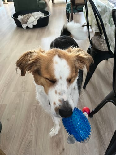 Le chien d'un client semble calme et apaisé, les yeux mi-clos, jouant avec un jouet après avoir pris le Complément relaxation.