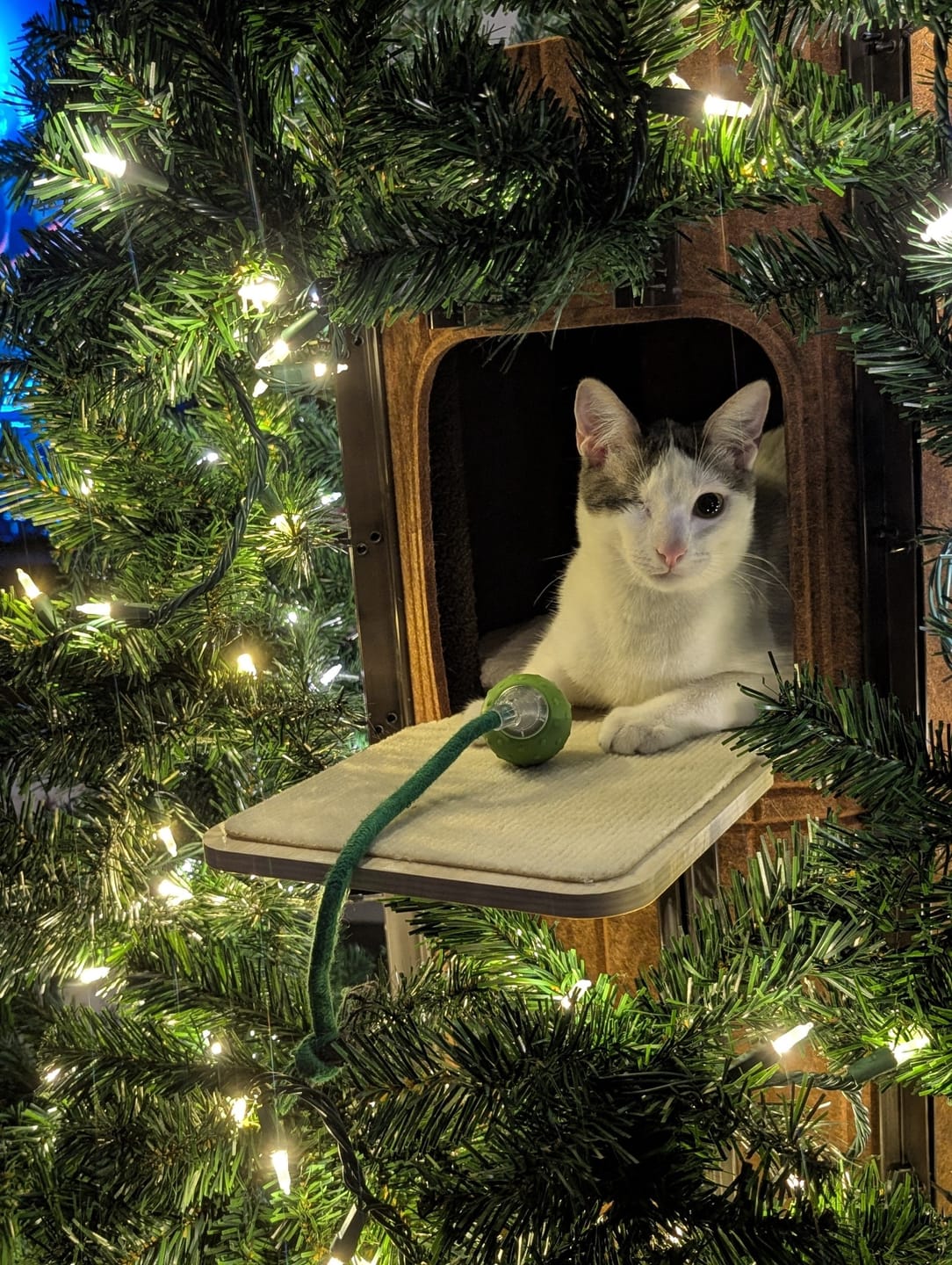 Customer photo review of Cat Christmas Tree - Sep 2026