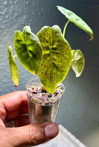 Customer holding a small anthurium plant in a clear cup with mottled green leaves before using the pest spray.