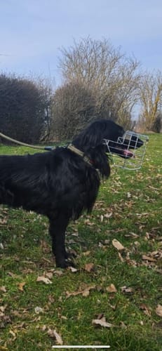 Customer photo review of Maulkorbmodelle