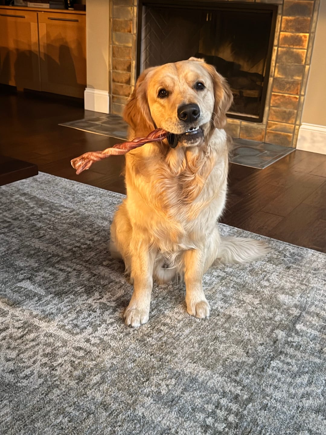 Customer photo review of 12 Inch Jumbo Braided Bully Stick