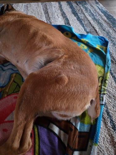 Customer's dog lying on a towel, showing lumps on its hind leg and back as mentioned in the review.