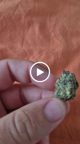 Customer video review of Biscotti Mintz 31% THCA
