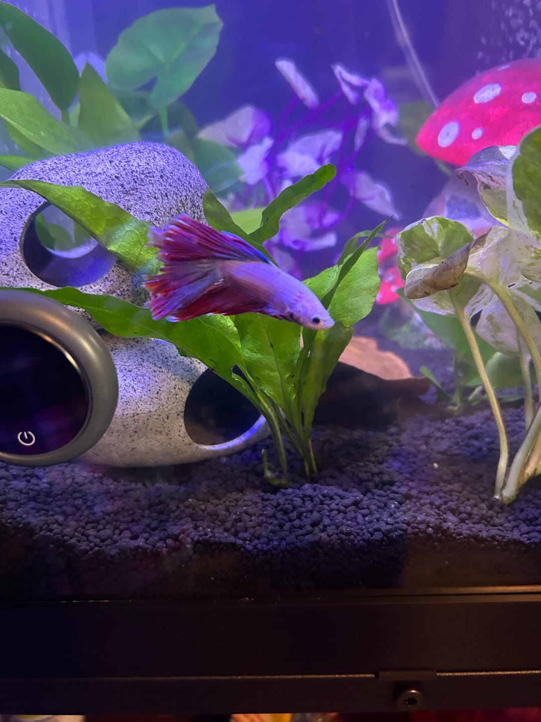 Customer photo review of Purple Halfmoon Male Betta Fish | Grower's Pick