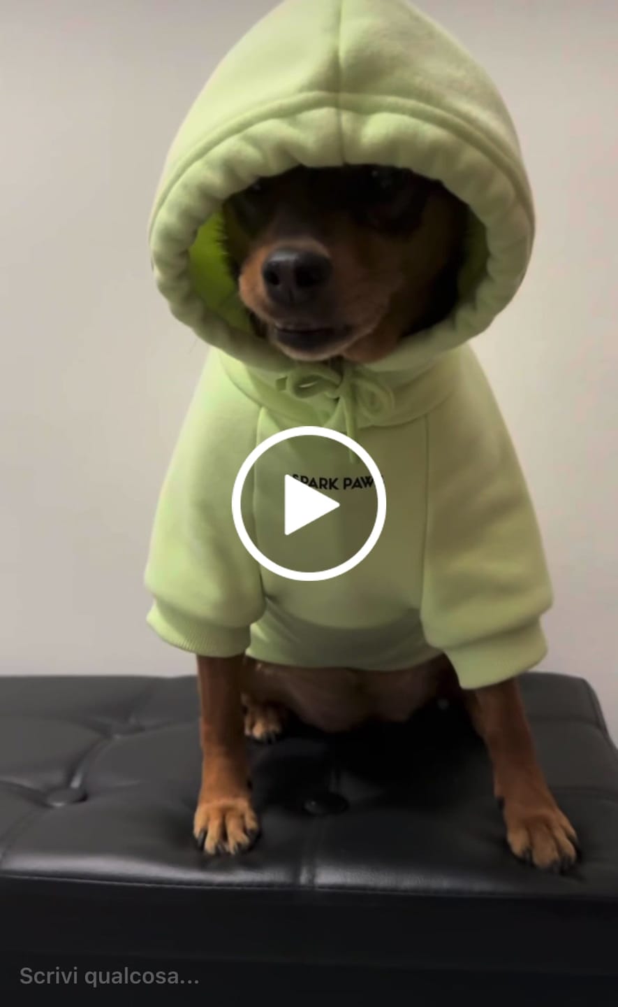 Customer video review of Essential Dog Hoodie - Honey Dew