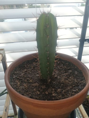 Customer photo review of Trichocereus Bridgesii | Bolivian Torch Cactus