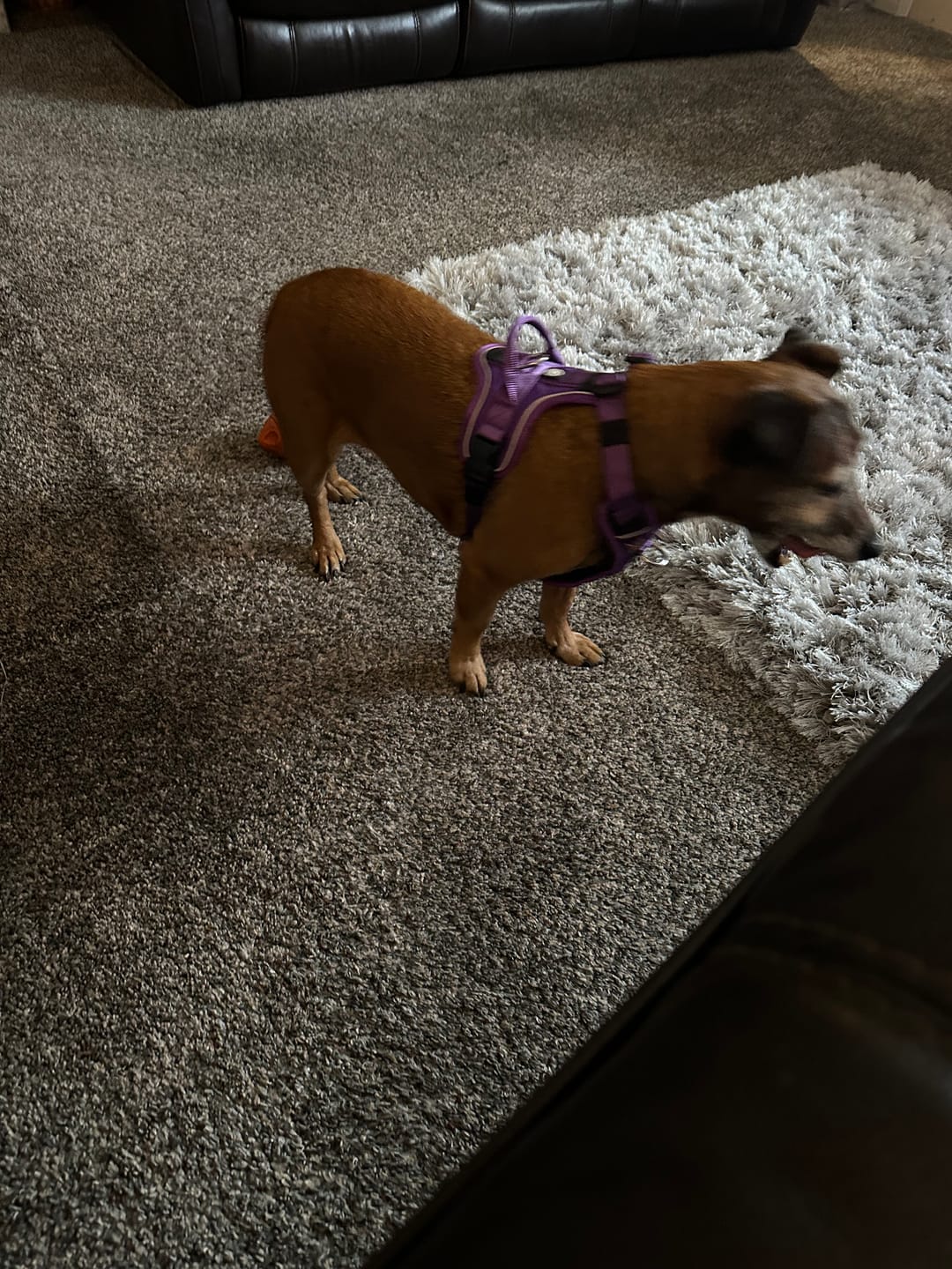 Customer photo review of Anti Pull Hurricane Harness Lighter | With Handle - Purple