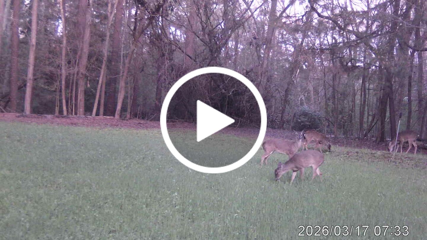 Customer video review of Comeback Kid™ Food Plot Seed