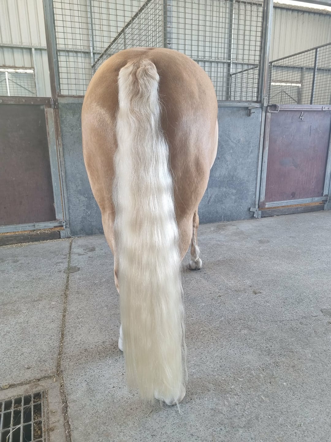 Customer photo review of Queen's Brush - Royal Mane & Tail Brush