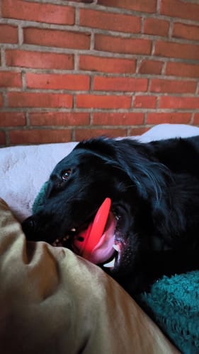 Kundes sorte hund ligger i sin seng og tygger på det røde Bidelegetøj Rumskib.