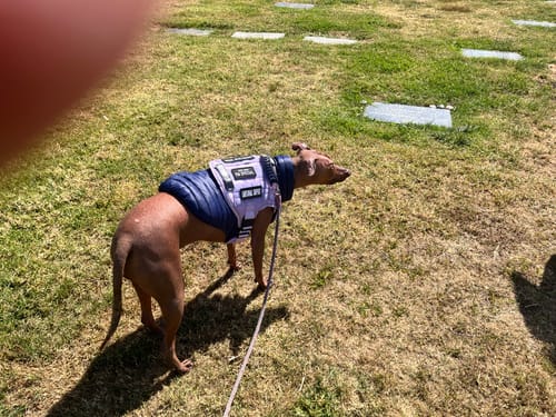 Reviewer's Peruvian Hairless dog wearing the lavender Tactical No-Pull Dog Harness in a grassy field.