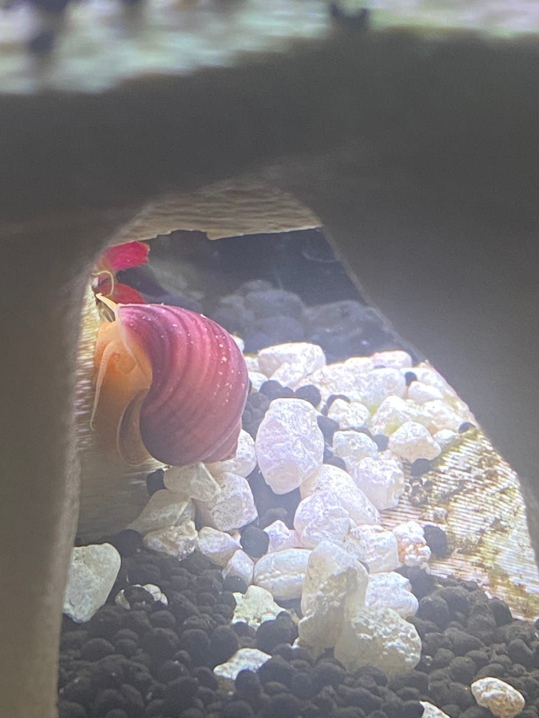 Customer photo review of Magenta Mystery Snail