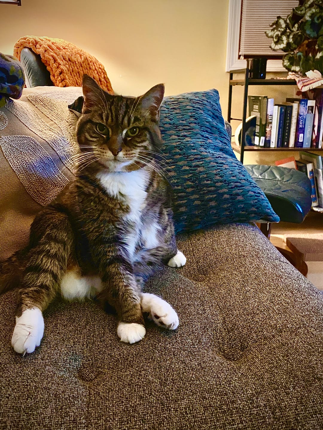 Customer photo review of Natural Hyperthyroidism Support Formula for Cats, 30-Day Supply