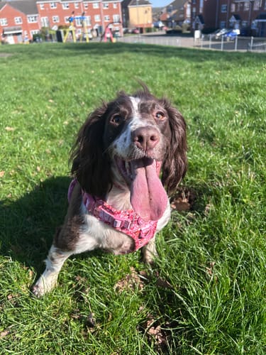 Customer photo review of Shipping Protection