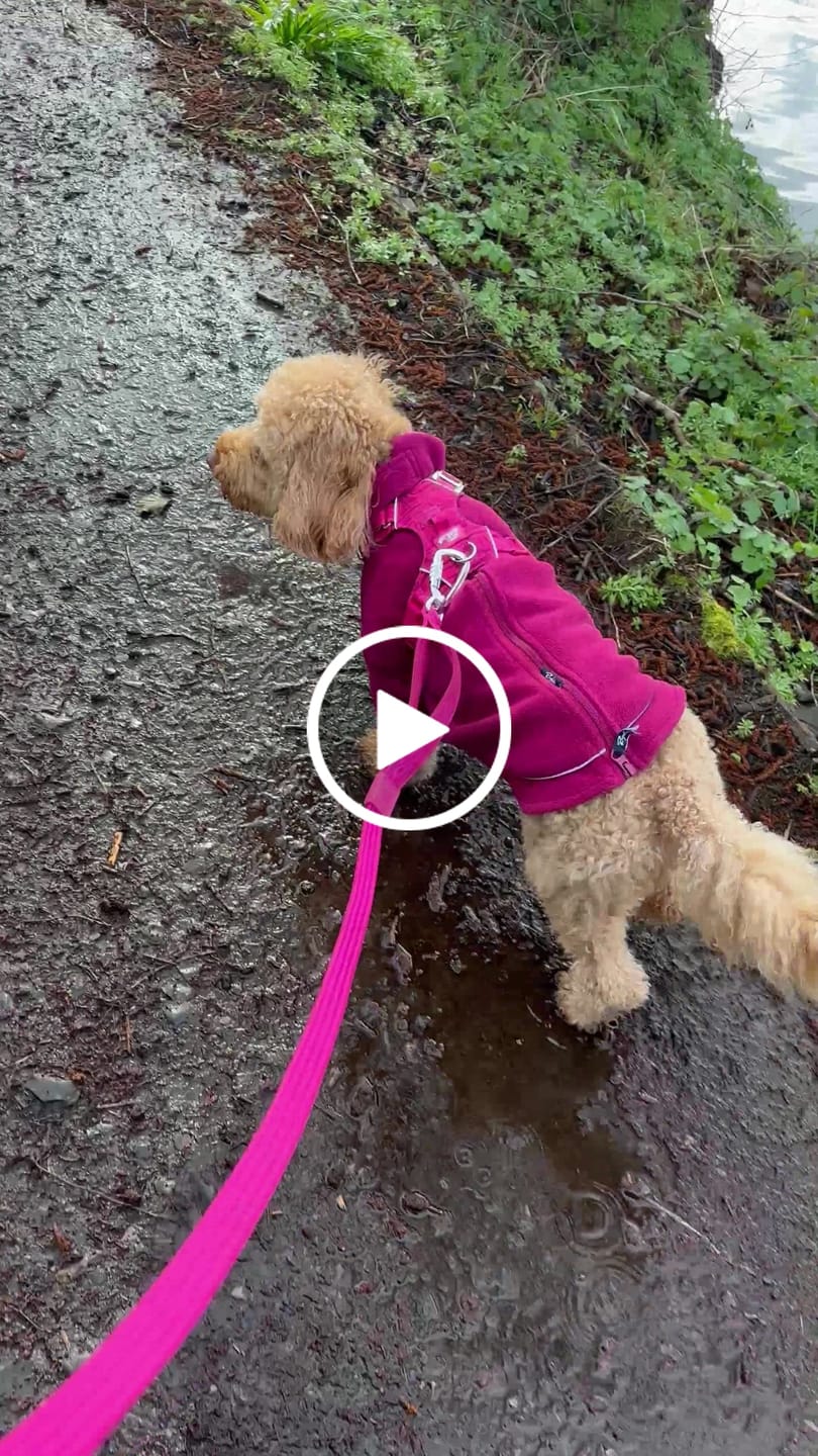 Customer video review of Bungee Lead